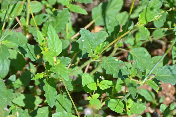 Boerhavia coulteri, Coulter's Spiderling